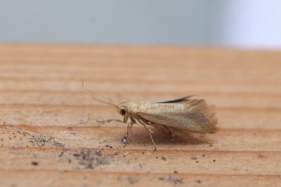 Crassa tinctella - Lichte zwamboorder