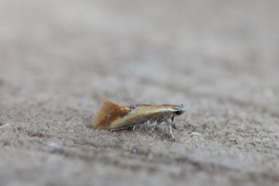Batia lunaris - Kleine mosboorder
