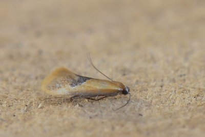 Batia internella - Dennenmosboorder