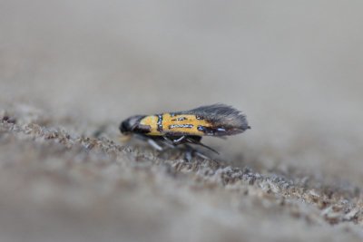 Schiffermuelleria schaefferella - Zilverenstraalmot