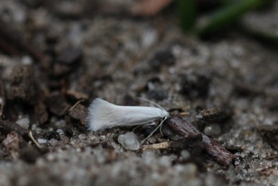 Elachista argentella - Witte grasmineermot