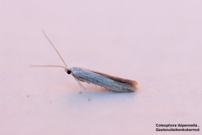 Coleophora ibipennella - Geelsnuiteikenkokermot