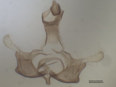 Coleophora ibipennella - Geelsnuiteikenkokermot