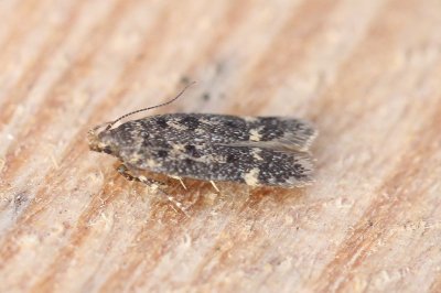 Bryotropha basaltinella - Grootvlekmospalpmot