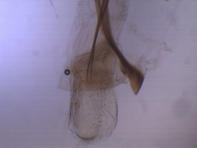 Carpatolechia proximella - Smalpalpmot