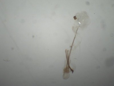 Carpatolechia proximella - Smalpalpmot