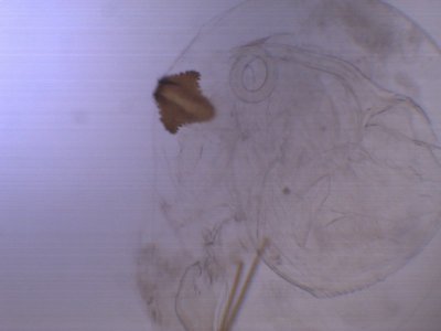 Carpatolechia proximella - Smalpalpmot