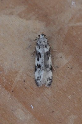 Chionodes electella - Gevlekte witkoppalpmot