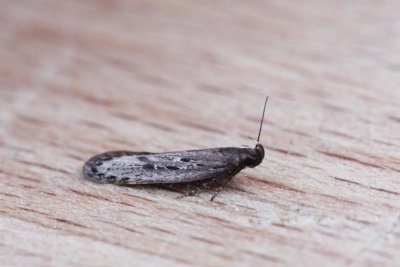 Neofaculta ericetella - Heidepalpmot