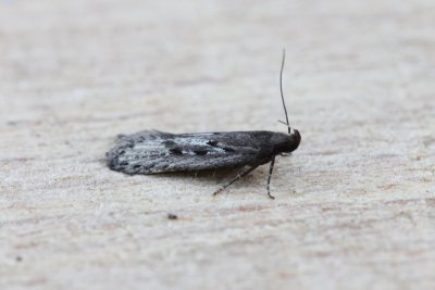 Neofaculta ericetella - Heidepalpmot