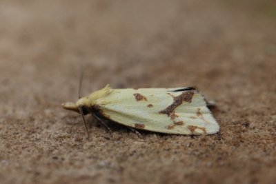 Agapeta hamana - Distelbladroller