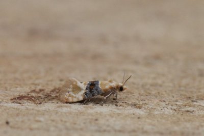 Eupoecilia ambiguella - Blauw smalsnuitje