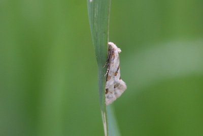 Aethes smeathmanniana - Kommabladroller