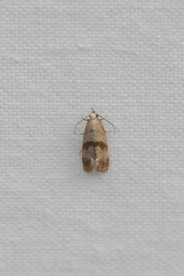Cochylidia implicitana - Kamillebladroller