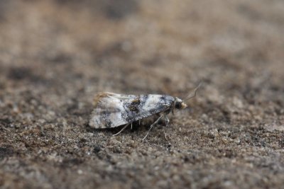 Cochylis nana - Vroege dwergbladroller