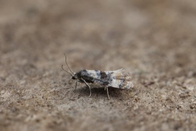 Cochylis nana - Vroege dwergbladroller