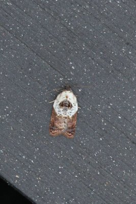 Acleris variegana - Witschouderbladroller