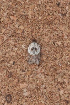 Acleris variegana - Witschouderbladroller