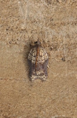 Acleris emargana - Gehakkelde bladroller