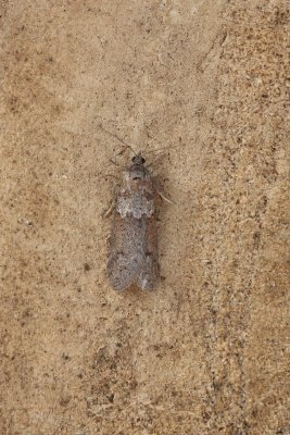 Tortricodes alternella - Voorjaarsbladroller