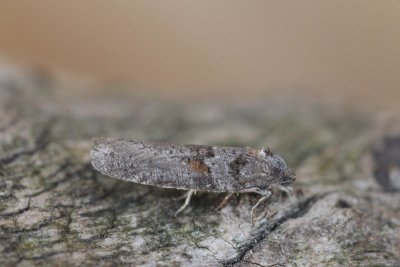 Tortricodes alternella - Voorjaarsbladroller