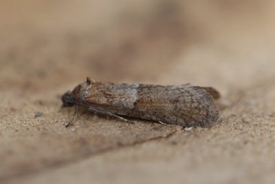 Tortricodes alternella - Voorjaarsbladroller