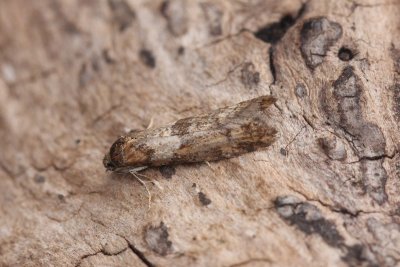 Tortricodes alternella - Voorjaarsbladroller