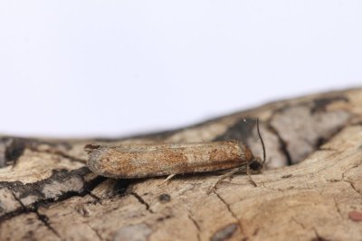 Tortricodes alternella - Voorjaarsbladroller