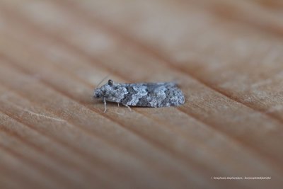 Cnephasia stephensiana -  Zomerspikkelbladroller