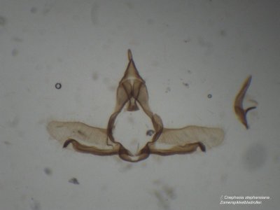 ♂ Cnephasia stephensiana -  Zomerspikkelbladroller