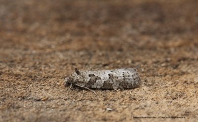 ♂ Cnephasia stephensiana -  Zomerspikkelbladroller