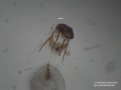 ♀ Cnephasia asseclana - Fijne spikkelbladroller