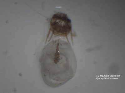 ♀ Cnephasia asseclana - Fijne spikkelbladroller