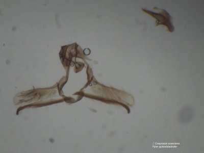 ♂ Cnephasia asseclana - Fijne spikkelbladroller