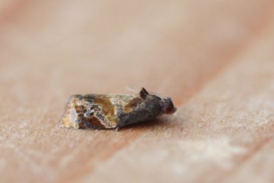 Ditula angustiorana - Zomerbladroller