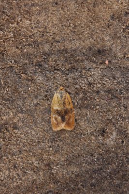 Ptycholoma lecheana - Koraalbladroller