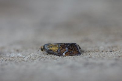 Ptycholoma lecheana - Koraalbladroller