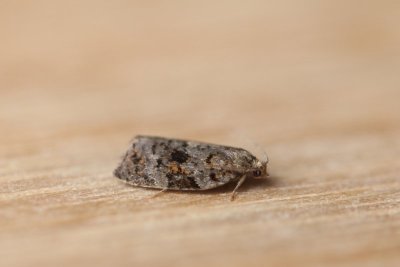 Dichelia histrionana  - Splintervlekbladroller