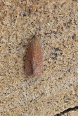 Clepsis consimilana - Tuinbladroller
