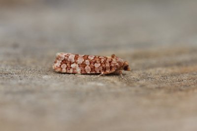 Lozotaeniodes formosana - Stipjesbladroller