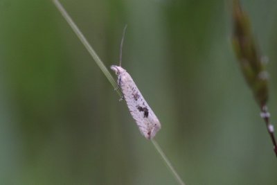 Bactra lancealana - Gewone biesbladroller