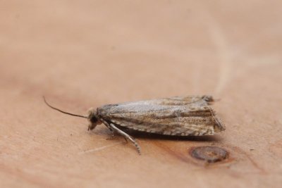 Bactra lancealana - Gewone biesbladroller