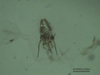 Endothenia ustulana - Zenegroenbladroller