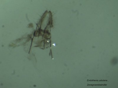 Endothenia ustulana - Zenegroenbladroller