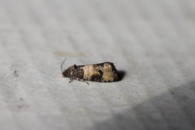 Piniphila bifasciana - Tweebandbladroller