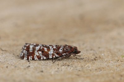 Phiaris schulziana - Granietbladroller