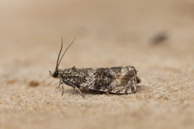 Celypha lacunana - Brandnetelbladroller