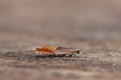 Ancylis mitterbacheriana - Oranje haakbladroller