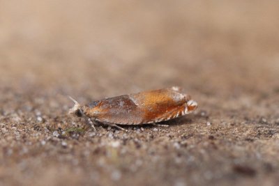 Ancylis mitterbacheriana - Oranje haakbladroller