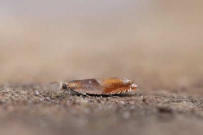 Ancylis mitterbacheriana - Oranje haakbladroller